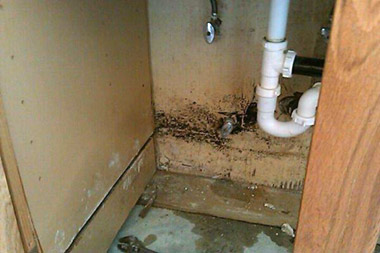 Kitchen Mold Removal Mississauga 
